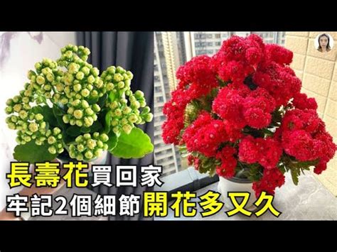 長壽花 室內